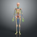 Human Skeleton Anatomical Model Showing Internal Organs Blood Vessels And Nervous Structure