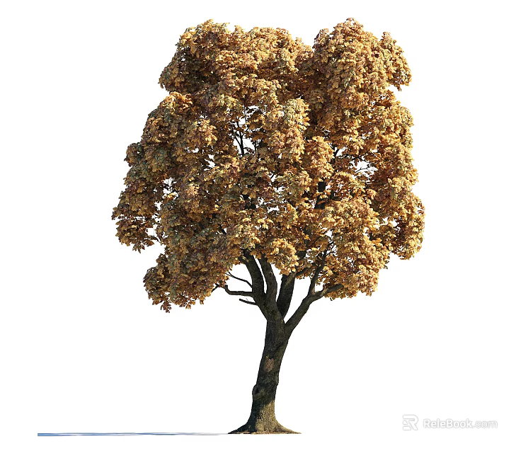 Tall Arbor Tree With Golden Yellow Autumn Leaves And Lush Canopy 3d model 
