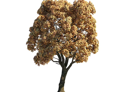 Tall Arbor Tree With Golden Yellow Autumn Leaves And Lush Canopy 3d model