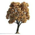 Tall Arbor Tree With Golden Yellow Autumn Leaves And Lush Canopy