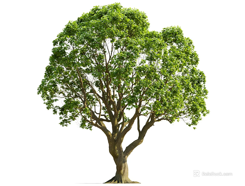 Lush Green Arbor With Thick Trunk And Dense Foliage Isolated On White 3d model 