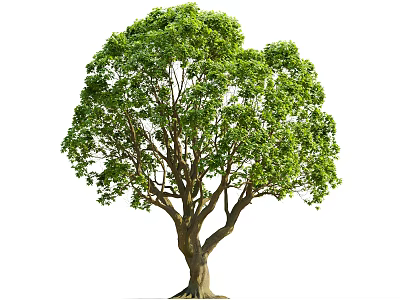 Lush Green Arbor With Thick Trunk And Dense Foliage Isolated On White 3d model
