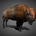 Realistic Brown Buffalo With Thick Fur And Curved Horns Standing Pose