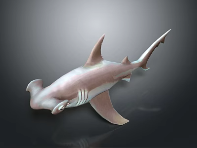 3D Rendered Pink And White Hammerhead Shark On Dark Background With Reflection Effect 3d model