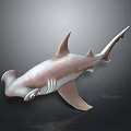 3D Rendered Pink And White Hammerhead Shark On Dark Background With Reflection Effect