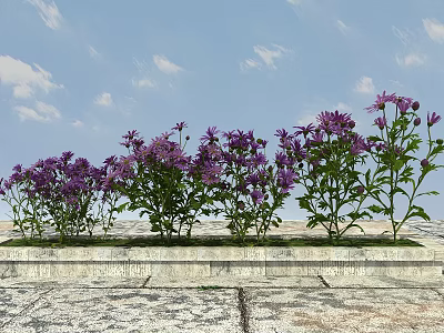 Purple Flowers In Stone Flower Bed With Blue Sky White Clouds And Stone Pavement 3d model