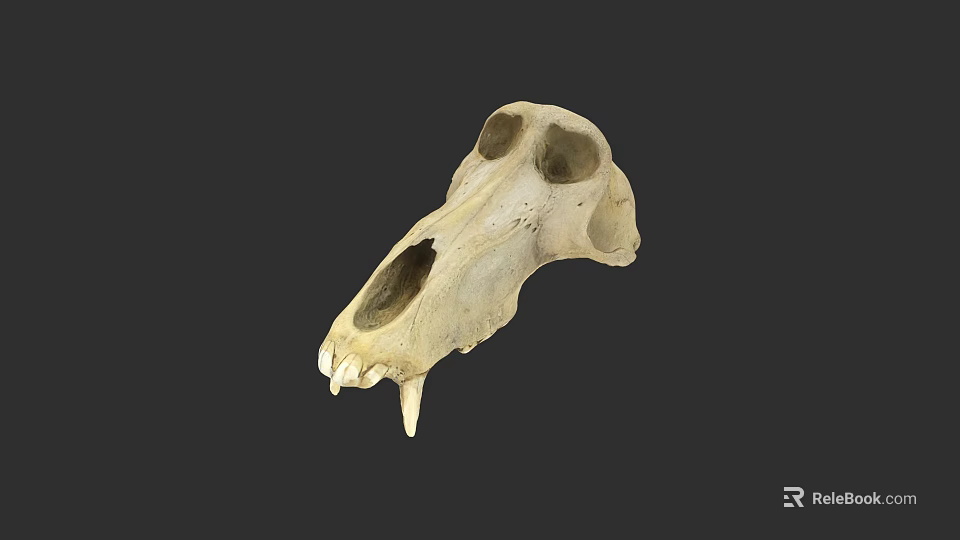 Animal Skull Anatomical Structure With Detailed Bone Features And Natural Texture 3d model 