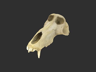 Animal Skull Anatomical Structure With Detailed Bone Features And Natural Texture 3d model