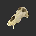 Animal Skull Anatomical Structure With Detailed Bone Features And Natural Texture