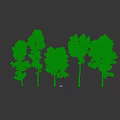 Arbor Trees With Various Trunk Shapes Lush Green Foliage And Forest Environment