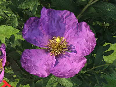 Blooming Vibrant Purple Flower with Yellow Center and Lush Green Leaves 3d model
