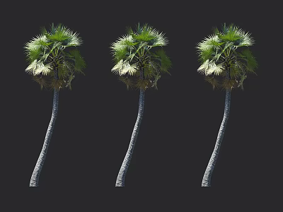 Three Curved Trunk Palm Trees With Green Fronds On Black Background 3d model