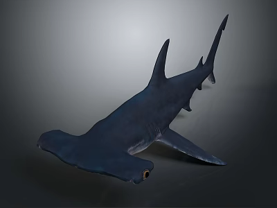 Detailed Dark Blue Hammerhead Shark 3D Model on Gray Background 3d model