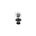 Bonsai Plants In Glass Vases On Small Round Tables With Green Foliage