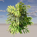 Ornamental Shrub Featuring Lush Green Leaves With Yellow Tips And Dense Foliage Growth