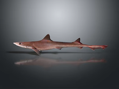 Brown Shark With Red Fins And Long Tail On Gray Background With Reflection 3d model