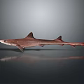 Brown Shark With Red Fins And Long Tail On Gray Background With Reflection 3d model