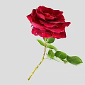 Stunning Red Rose Flower With Vibrant Green Leaves And Lush Petals