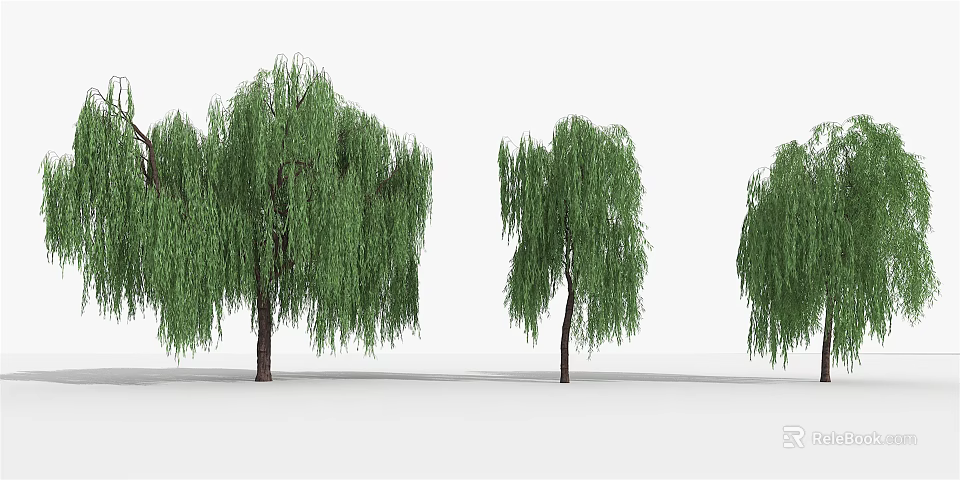 Green Willow Trees With Long Hanging Branches In Natural Scene 3d model 