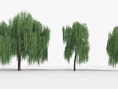 Green Willow Trees With Long Hanging Branches In Natural Scene 3d model