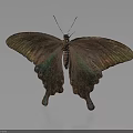 Brown Butterfly With Green Iridescent Wings Unique Wing Shape And Reflection On Dark Background
