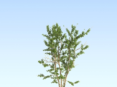 Modern Tree Mulberry Orange 3d model