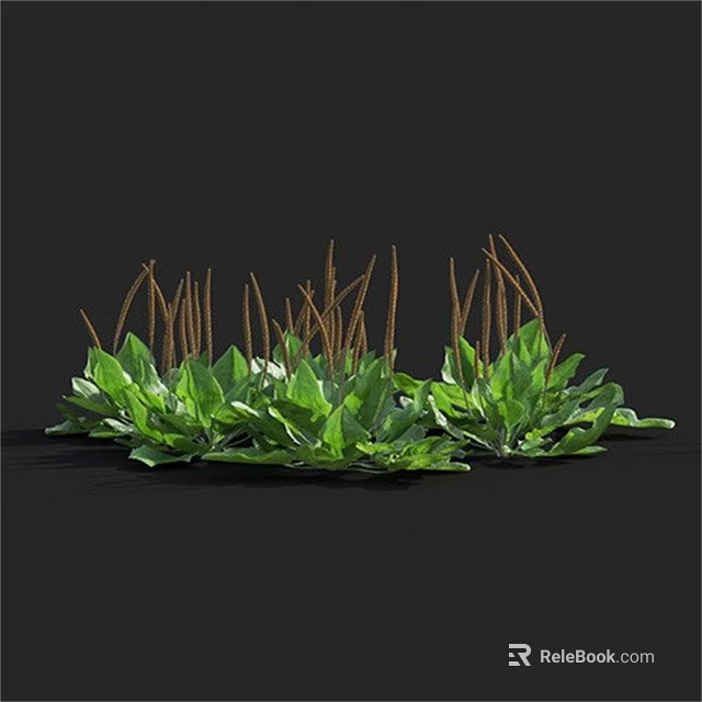 Striking Green Plants With Broad Leaves And Brown Slender Spikes On Black Background 3d model 