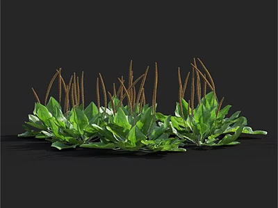 Striking Green Plants With Broad Leaves And Brown Slender Spikes On Black Background 3d model