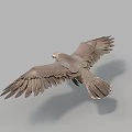 Gray Feathered Flying Animal Soaring With Spread Wings In Mid Air