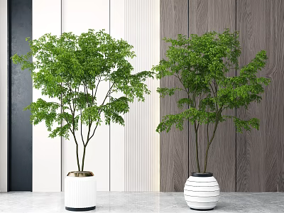Green Bonsai Trees In White And Striped Pots Indoor Modern Wooden Wall Background 3d model
