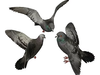 Group of Gray Pigeons with Green Necks Flying and Standing Together 3d model
