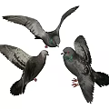 Group of Gray Pigeons with Green Necks Flying and Standing Together