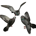 Modern pigeons 3d model