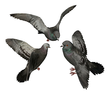 Modern pigeons 3d model