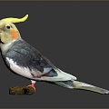 bird bird bird bird game animal cartoon animal animal realistic animal 3d model