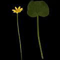 Vibrant Plant With Yellow Flower And Green Veined Leaf On Black Background