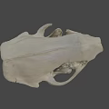 Highly Detailed Animal Skull Anatomical Model From Sure Lab Scientific Research