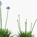 Blue Spherical Flowers With Slender Stems And Green Grass Like Leaves