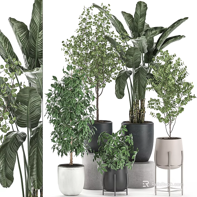 Stylish Decorative Ornament Set Featuring Various Indoor Green Plants And Planters 3d model 