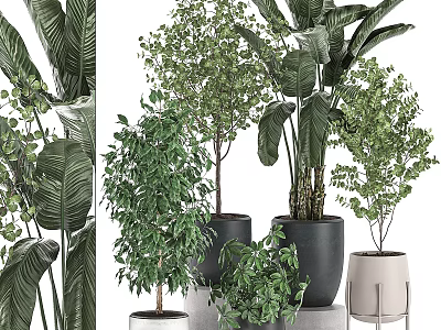 Stylish Decorative Ornament Set Featuring Various Indoor Green Plants And Planters 3d model
