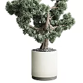 Bonsai Trees with Lush Green Foliage and Elegant Shapes in White Ceramic Pot