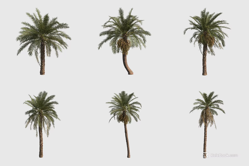 Tall Palm Trees With Green Fronds And Straight Trunks In Different Poses 3d model
