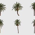Tall Palm Trees With Green Fronds And Straight Trunks In Different Poses 3d model