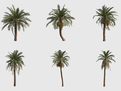 Date palm tree 3d model
