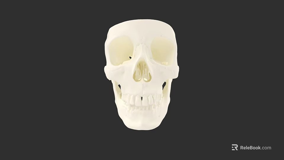 White Human Skull Anatomical Model With Detailed Eye Sockets Nasal Cavity And Teeth 3d model 