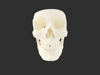 White Human Skull Anatomical Model With Detailed Eye Sockets Nasal Cavity And Teeth 3d model