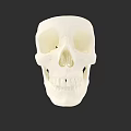 White Human Skull Anatomical Model With Detailed Eye Sockets Nasal Cavity And Teeth
