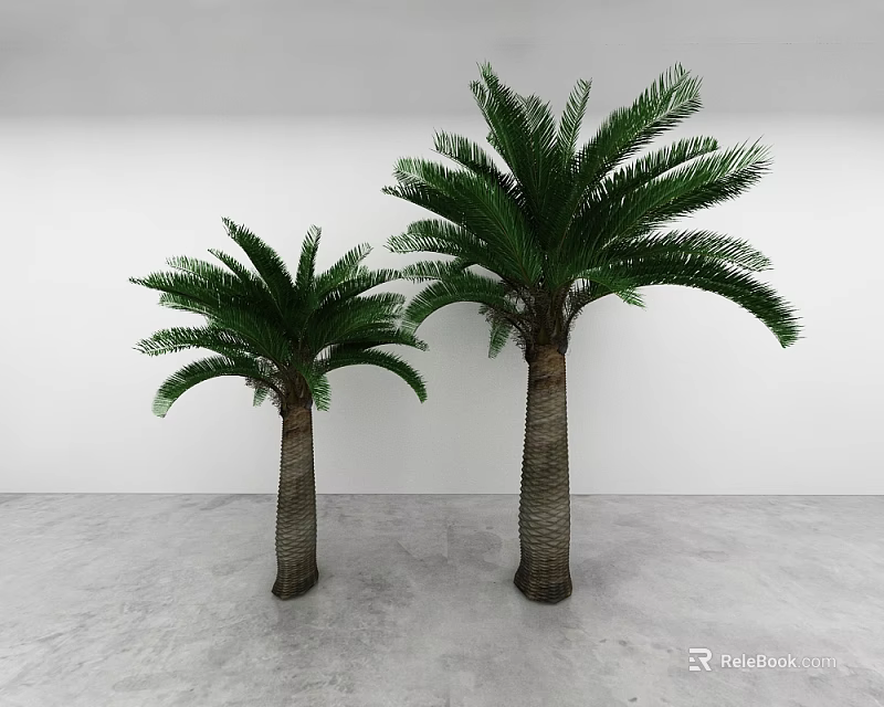 Two Palm Trees Large And Small In White Wall Gray Floor Setting 3d model