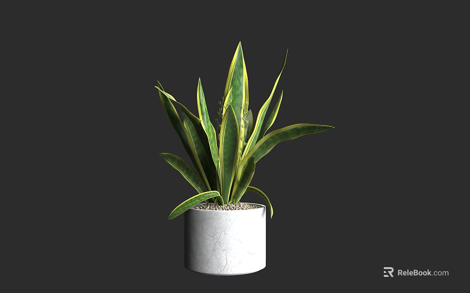 Indoor Bonsai Potted Plant With Green Yellow Striped Leaves In White Textured Pot 3d model 