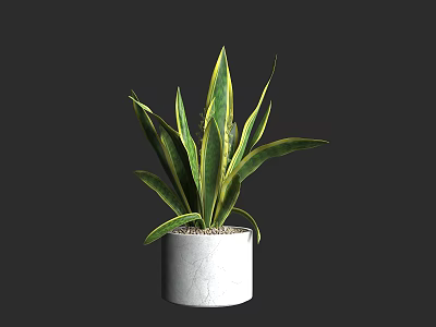 Indoor Bonsai Potted Plant With Green Yellow Striped Leaves In White Textured Pot 3d model